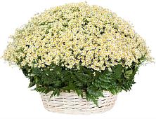 Цветочная композиция из Ромашки в корзине #REPLACE_PRED# Елово